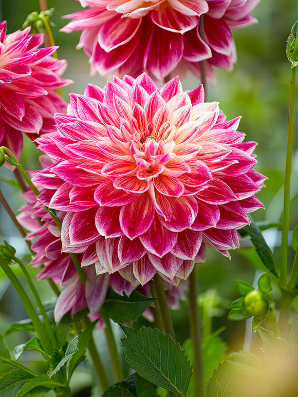 Fully double Decorative Dahlia ‘Temple of Beauty’