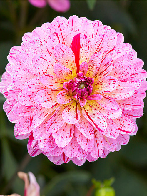 Dahlia ‘Tropical’ pink and red bloom close-up