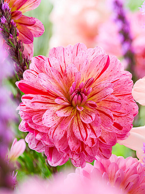 Vibrant Dahlia ‘Tropical’ flower head