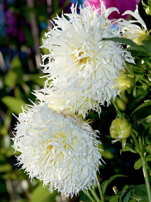Tall architectural white dahlia in full bloom