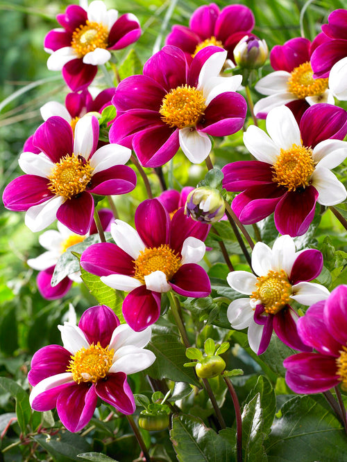 Single dahlia with white and red-purple streaked petals