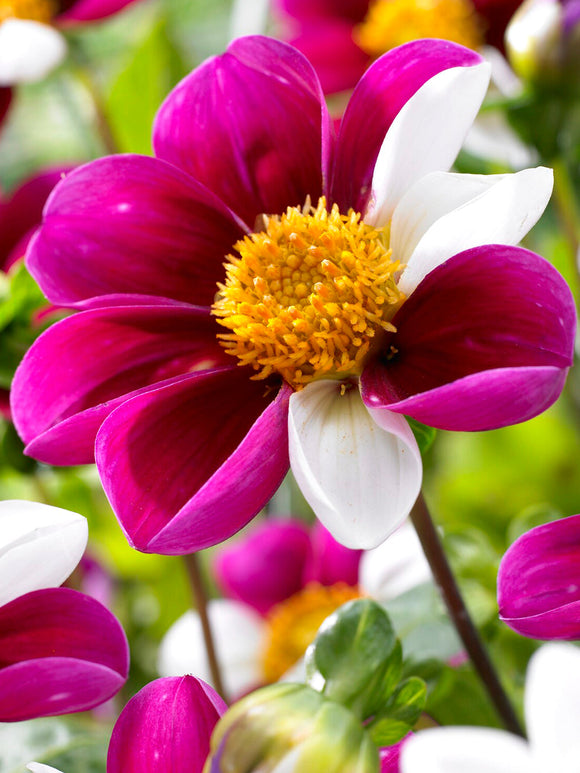 Dahlia Twyning’s Smartie single flowers in mixed pink tones