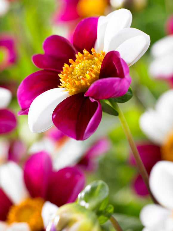 Close-up of open single dahlia attracting bees