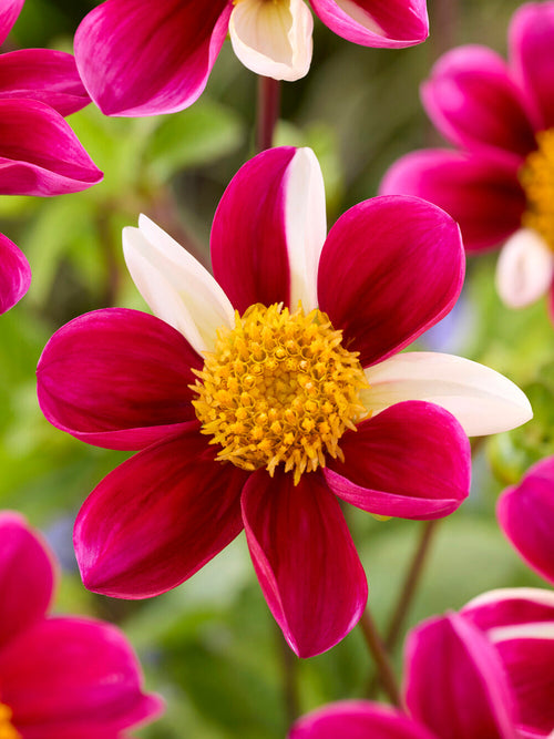 Natural garden planting with airy single-flowered dahlia