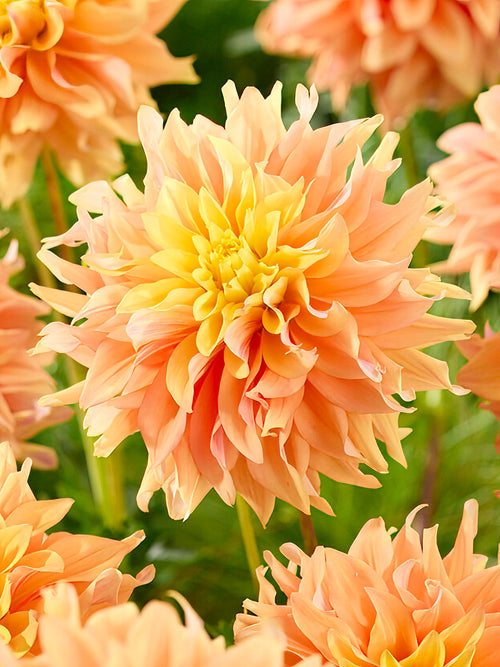 Large white and apricot Dahlia ‘Tyrell’ flower