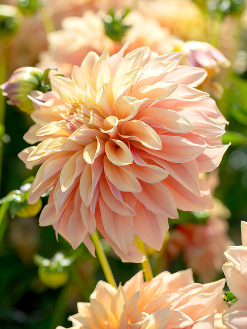 Informal decorative Dahlia ‘Tyrell’ in sunlight