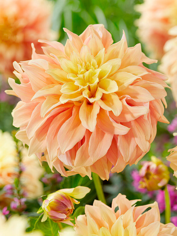Dahlia Tyrell EU delivery
