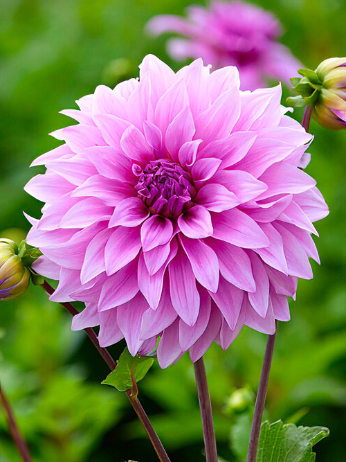 Large lavender-pink Dahlia ‘Vassio Meggos’ flower head