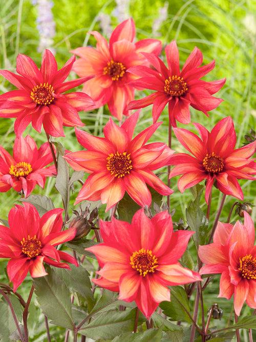 Bronze foliage dahlia with warm sunset coloured flowers