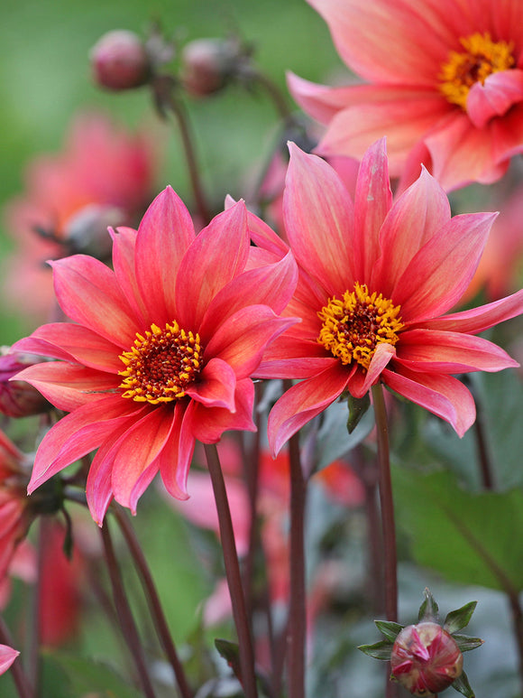 Dahlia Waltzing Mathilda single flowers in peach and coral tones