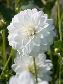 Dahlia White Onesta