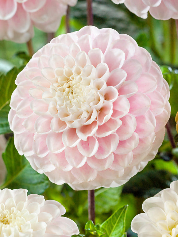 PomPon/Ball Dahlia Wizard of Lightning