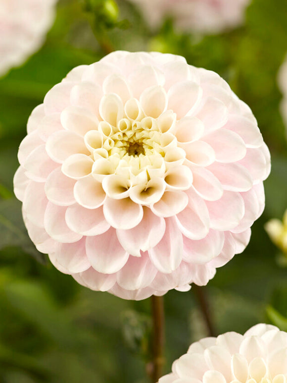 Dahlia Wizard of Lightning Tubers order online