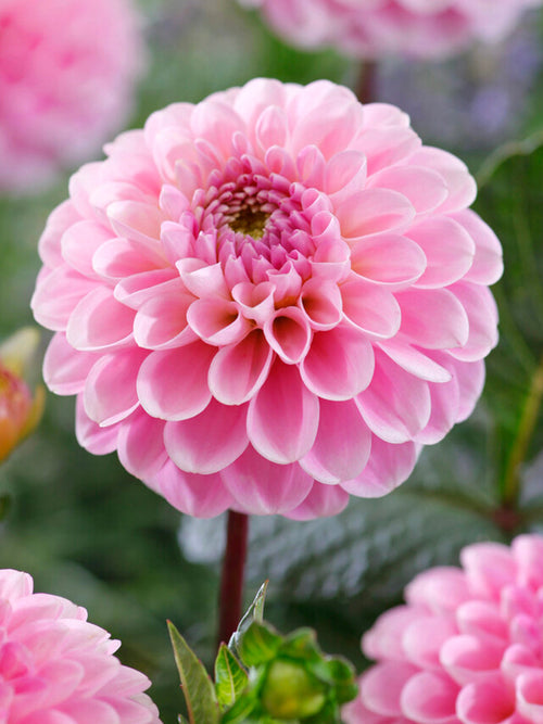 Dahlia Wizard of Oz EU delivery