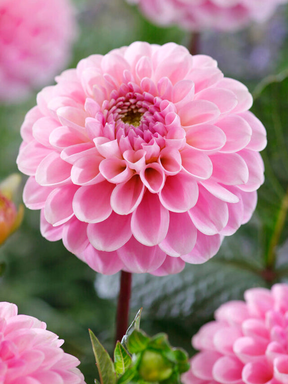 Dahlia Wizard of Oz EU delivery