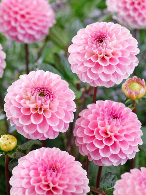 Ball Dahlia 'Wizard of Oz'