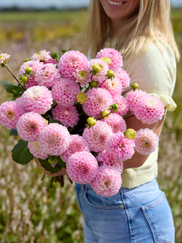 Cut stems of Dahlia 'Wizard of Oz'
