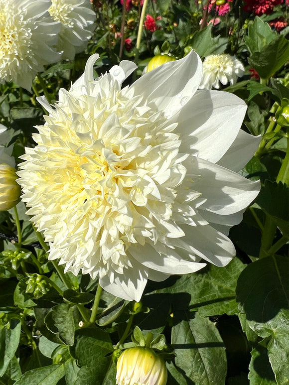 Ivory white Dahlia Zahra with buttery yellow anemone centre