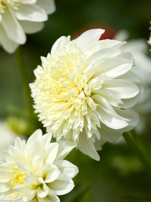 Anemone dahlia Zahra close up showing textured flower centre