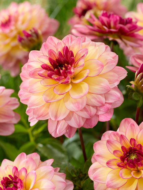 Yellow centred decorative dahlia with pink edged petals Zingaro