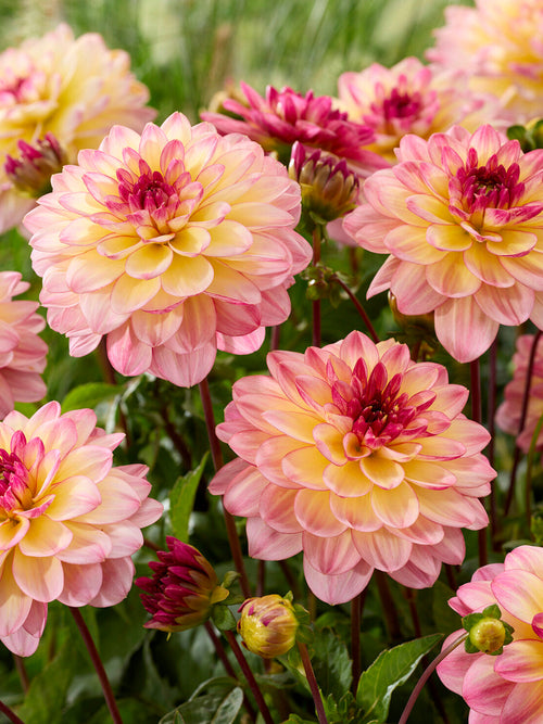 Compact Dahlia Zingaro in summer border with soft tones