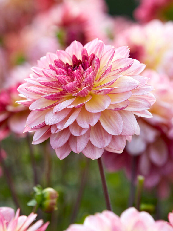Colour-changing Dahlia Zingaro with yellow and lilac pink petals