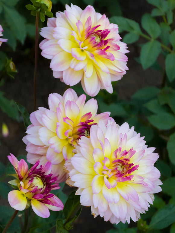 Decorative dahlia Zingaro close up pastel layered bloom