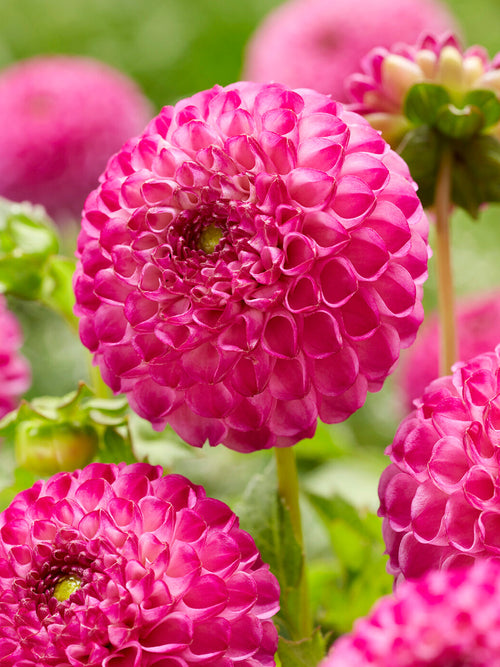 Pompon Dahlia Zippity Do Da with pink spherical blooms