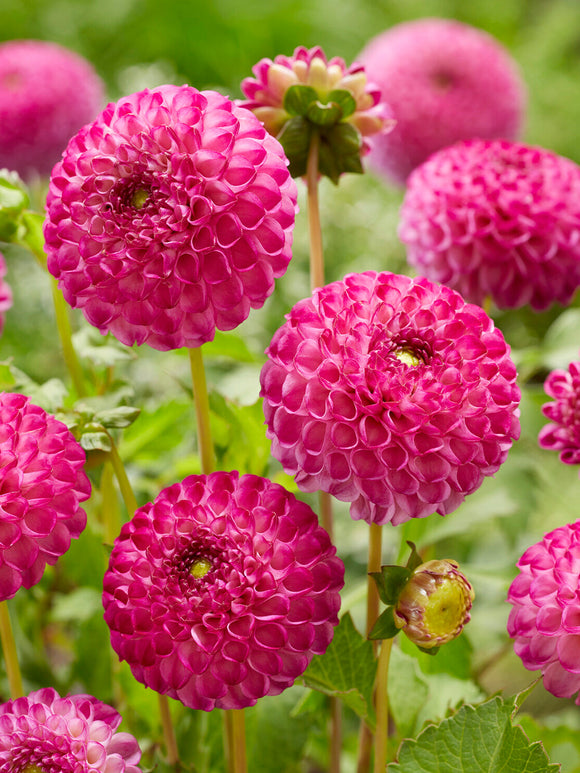 Lilac pink pompon dahlia close up flower texture