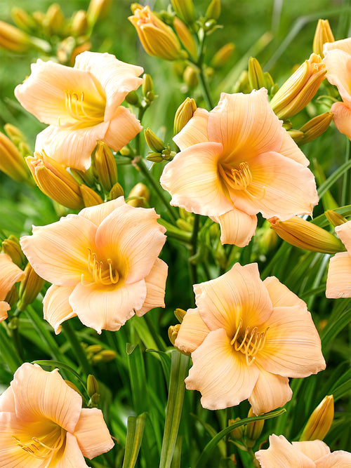 Daylily Mini Pearl (Hemerocallis) shipping in spring