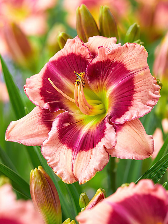 Daylily Strawberry Shake (Hemerocallis) bare roots for EU shipping