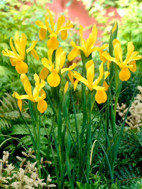Dutch Iris Golden Harvest Flower Bulbs for Autumn Planting