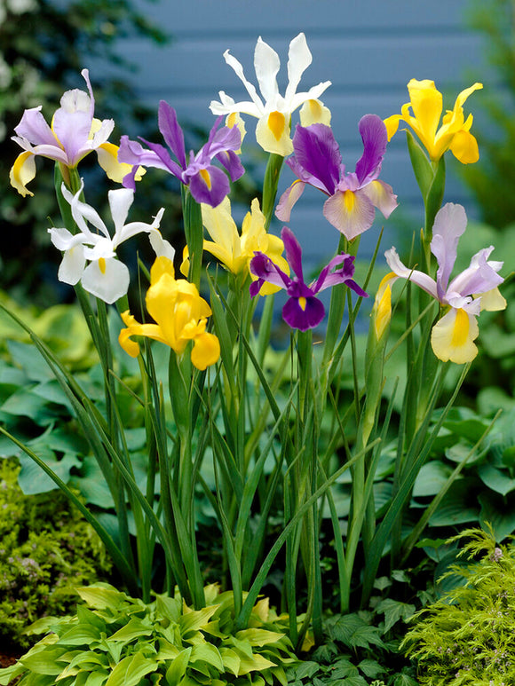 Dutch Iris Mixed - Iris Bulbs