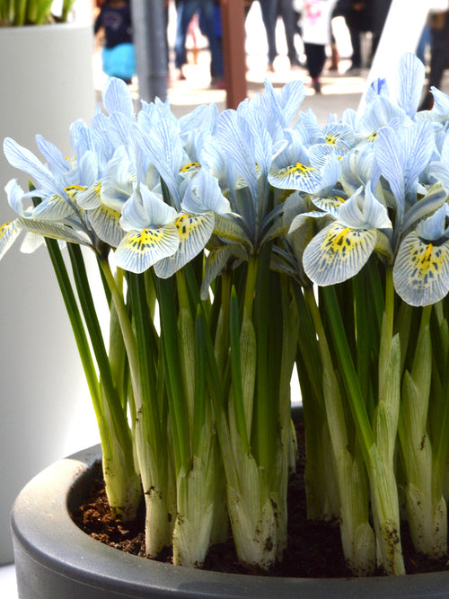 Dwarf Iris Katharine Hodgkins