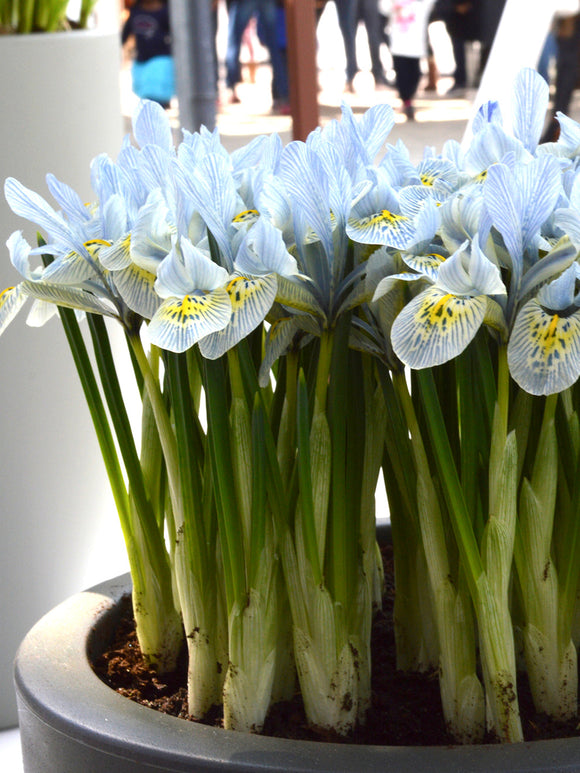 Dwarf Iris Katharine Hodgkins