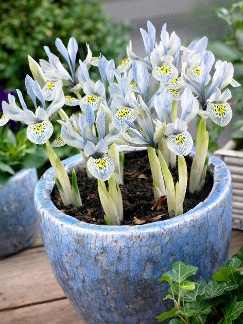 Dwarf Iris Katharine Hodgkins Bulbs