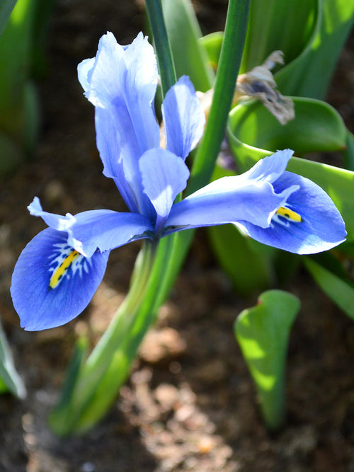 Dwarf Iris Reticulata Cantab