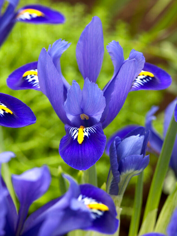 Dwarf Iris Reticulata Harmony Blue