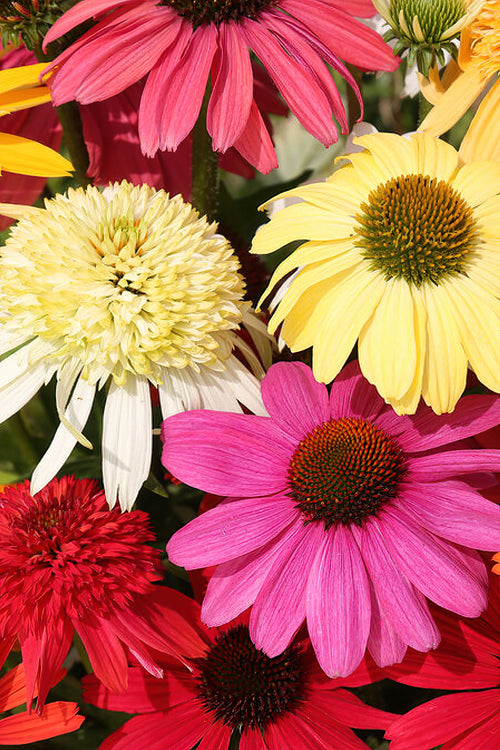 Buy bare roots, mixed Echinacea for spring planting