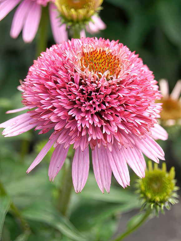 Echinacea Butterfly Kisses (Coneflower) for EU Shipping in the Spring
