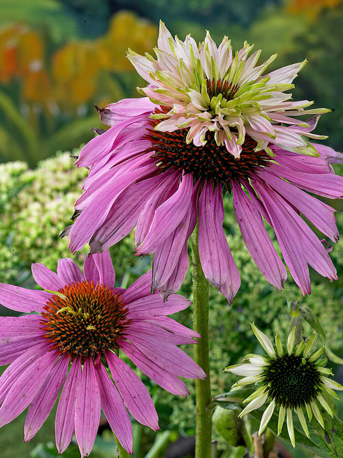 Echinacea Double Decker - Coneflower bare roots for Spring shipping
