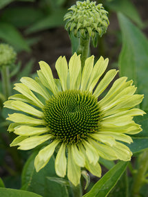 Echinacea Green Jewel (Coneflower)