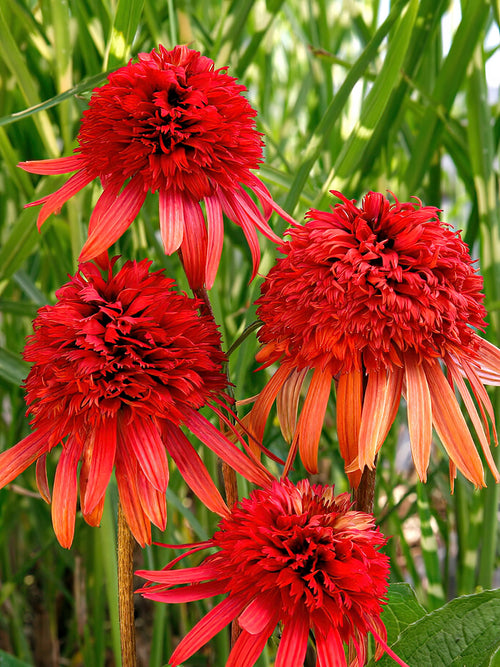 Buy bare root Echinacea - Echinacea Irresistible (Coneflower)