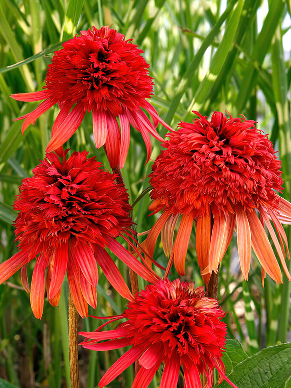 Buy bare root Echinacea - Echinacea Irresistible (Coneflower)