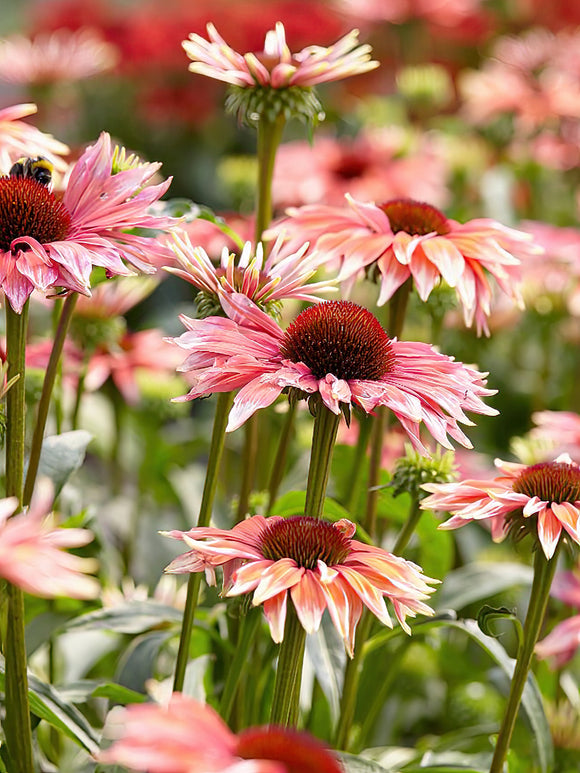Buy Echinacea Playful Meadow Mama (Coneflower)