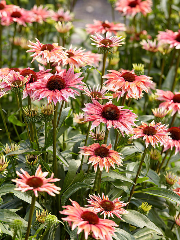 Echinacea Playful Meadow Mama (Coneflower)