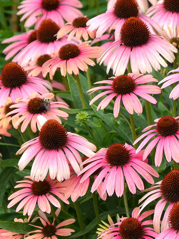 Buy Echinacea Rainbow Marcella - EU Shipping for spring