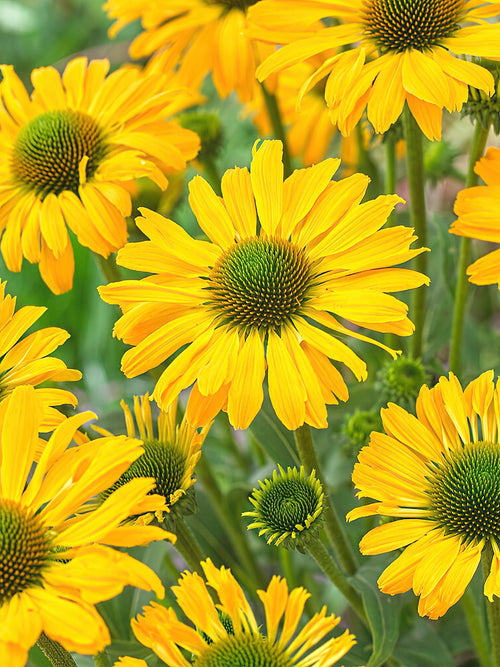 Bright yellow coneflower - Echinacea Yellow Passion