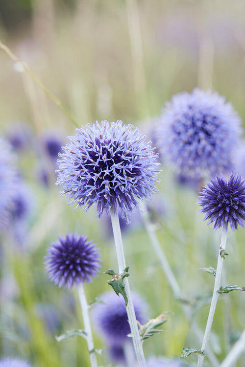 Echinops Blue Globe from Holland