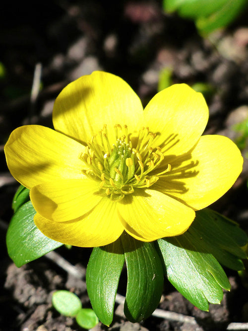 Eranthis flower bulbs - Winter Aconite